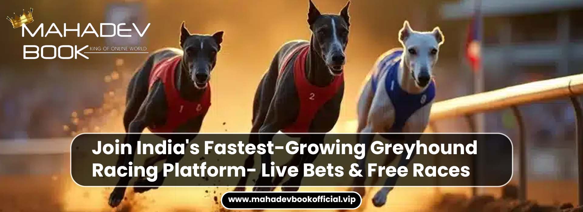 Join India's Fastest-Growing Greyhound Racing Platform- Live Bets & Free Races